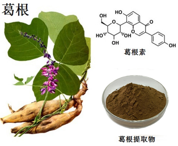 葛根提取物